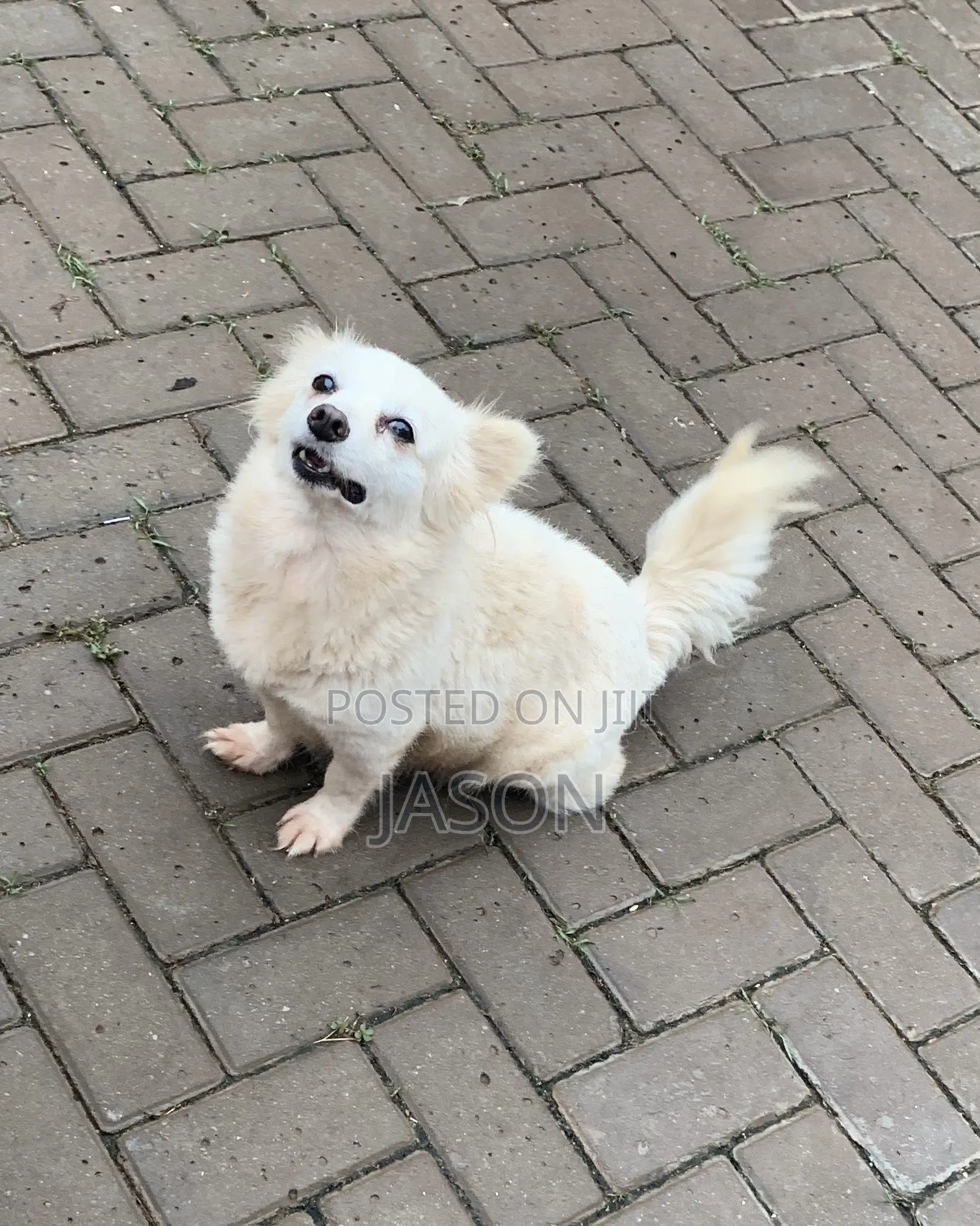 6-12 months Female Purebred Japanese Spitz