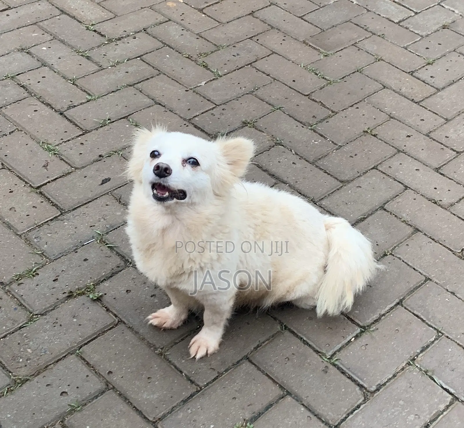 6-12 months Female Purebred Japanese Spitz