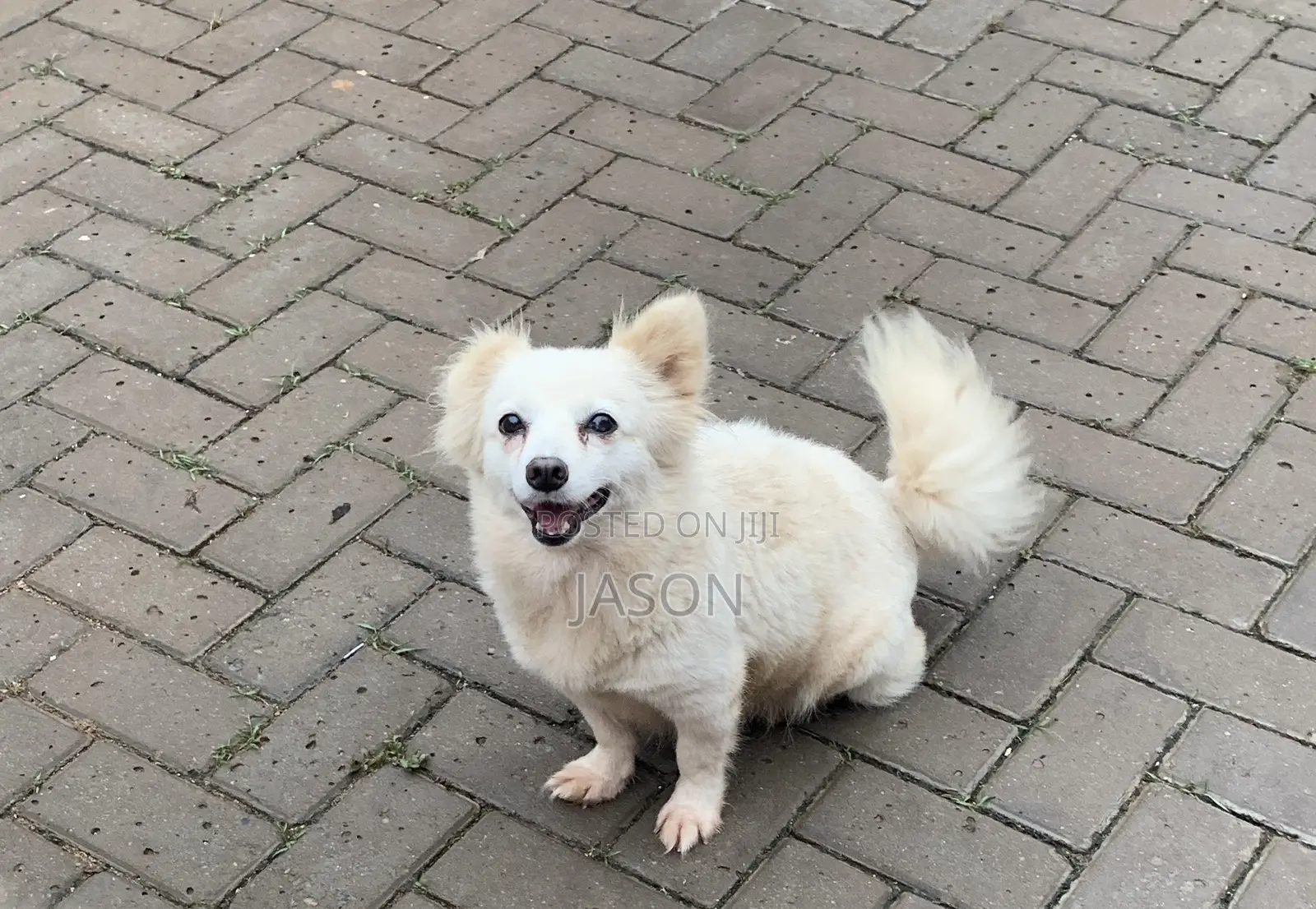 6-12 months Female Purebred Japanese Spitz