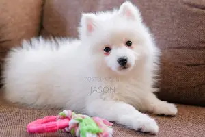 3-6 months Male Purebred Japanese Spitz