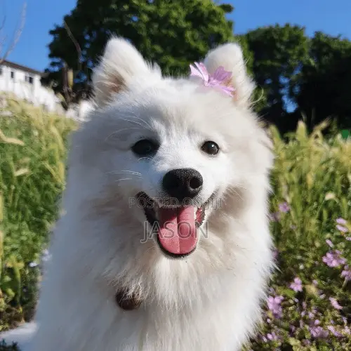3-6 months Male Purebred Japanese Spitz