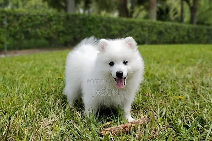 3-6 months Female Purebred Japanese Spitz