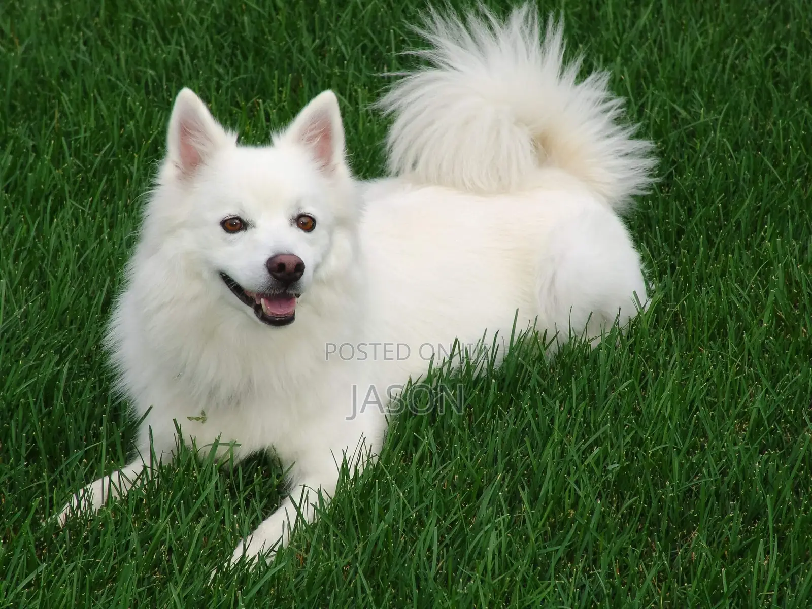 6-12 months Female Purebred Japanese Spitz