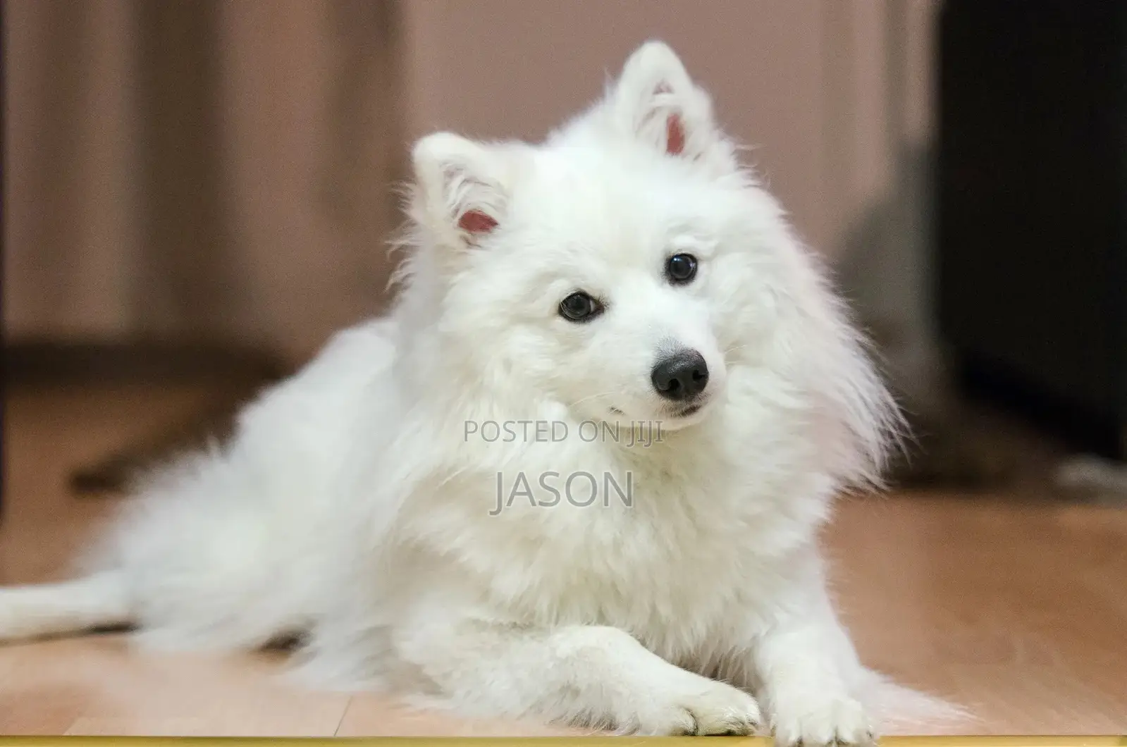 6-12 months Female Purebred Japanese Spitz