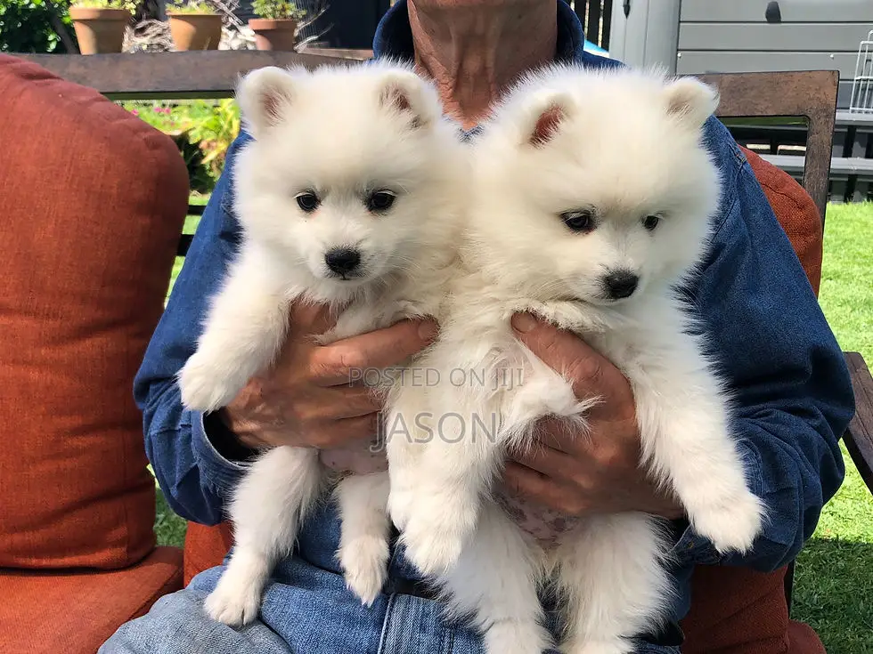 1-3 months Male Purebred Japanese Spitz