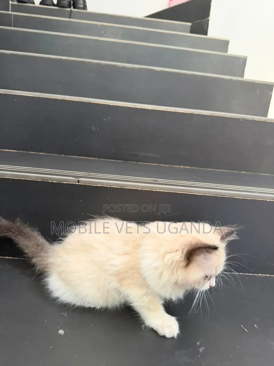 0-1 month Female Purebred Ragdoll