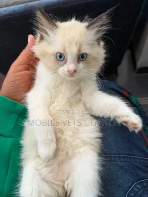 1-3 months Female Purebred Exotic