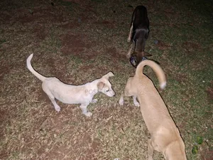 1-3 months Male Mixed Breed Mongrel (No Breed)