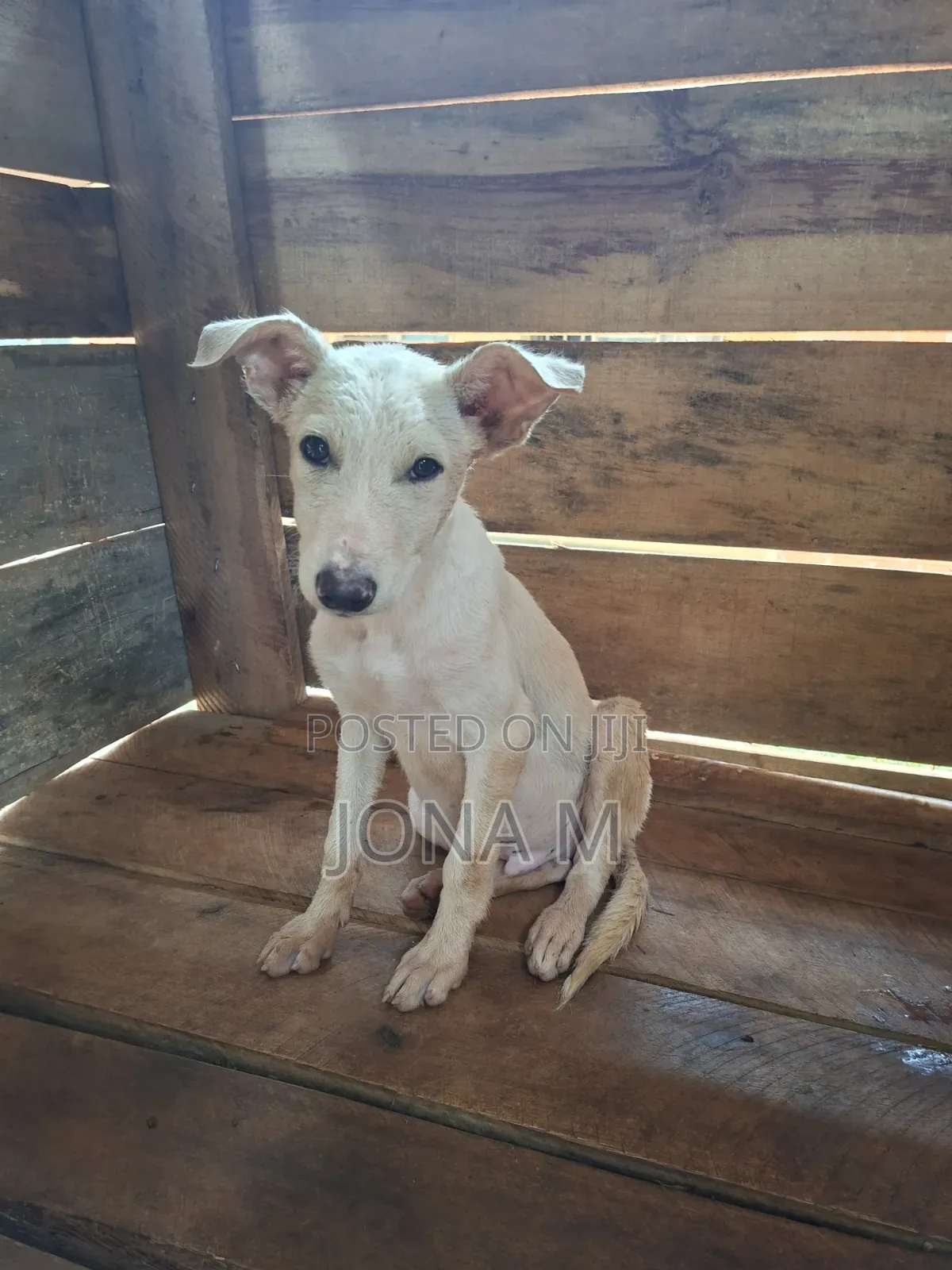 1-3 months Male Mixed Breed Mongrel (No Breed)