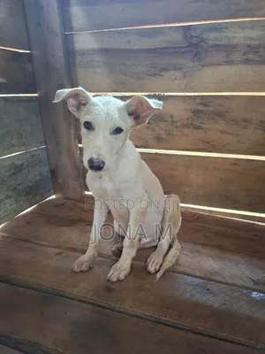 1-3 months Male Mixed Breed Mongrel (No Breed)
