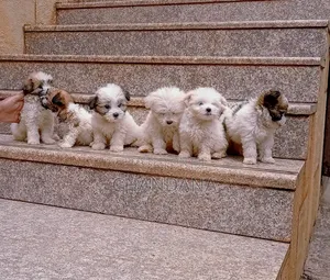 0-1 month Male Purebred Maltese