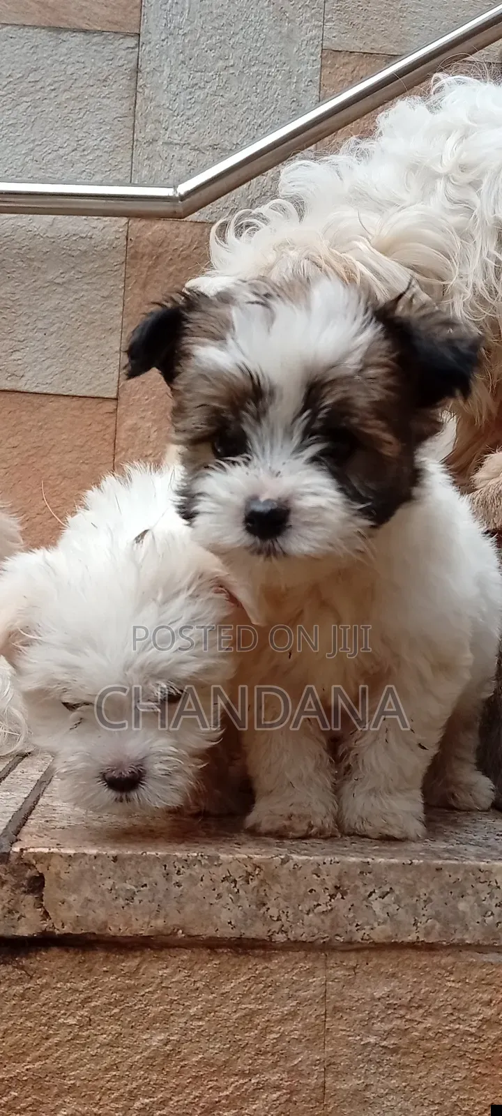 0-1 month Male Purebred Maltese