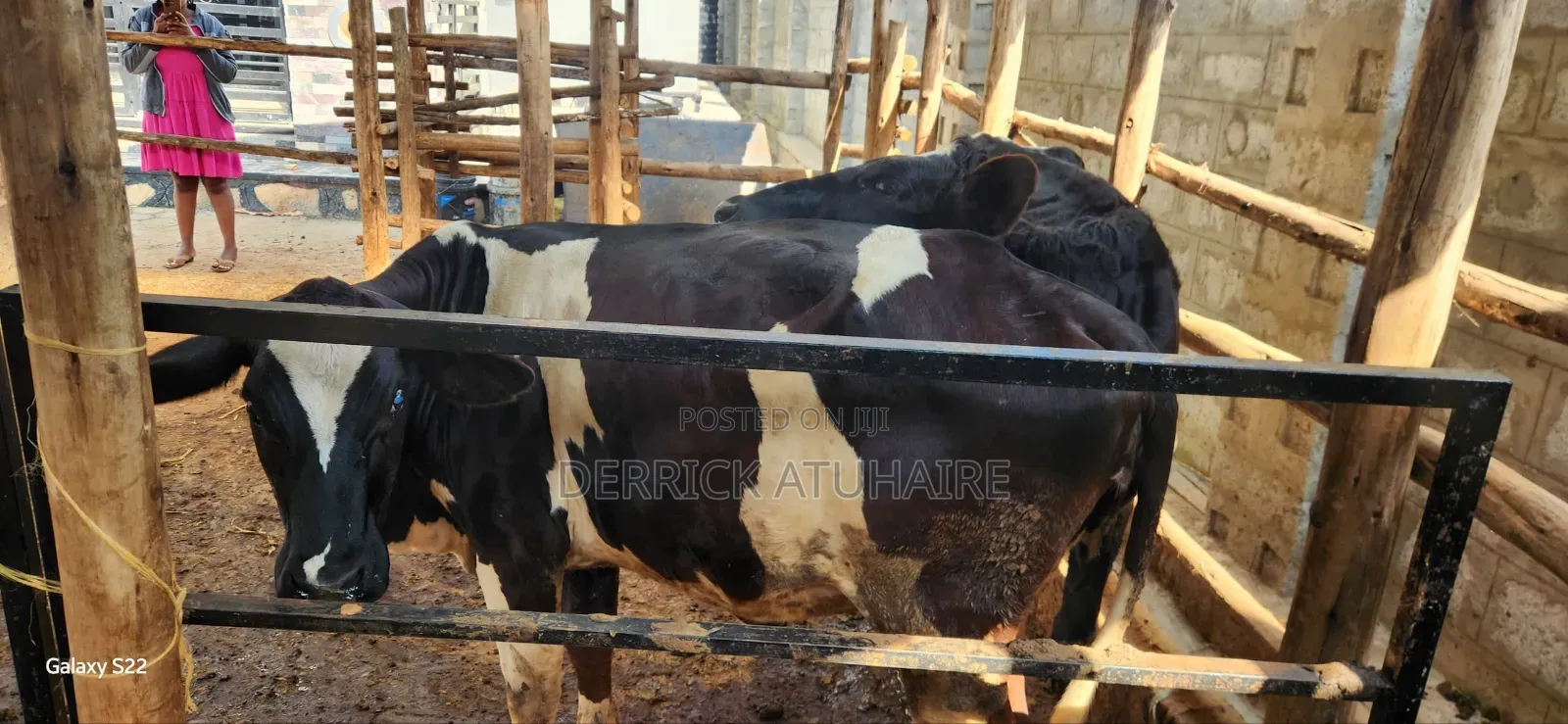 Fresian Heifers