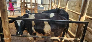 Fresian Heifers
