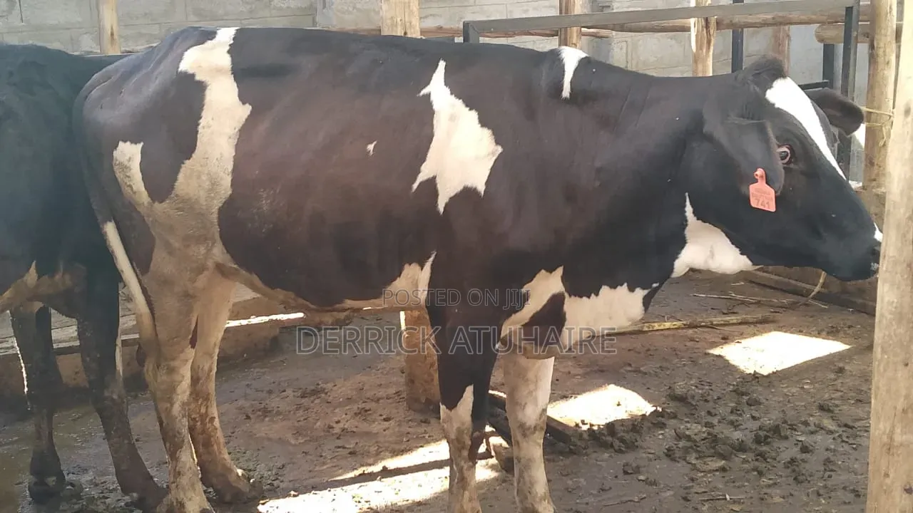 Fresian Heifers
