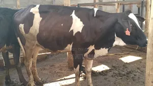 Fresian Heifers