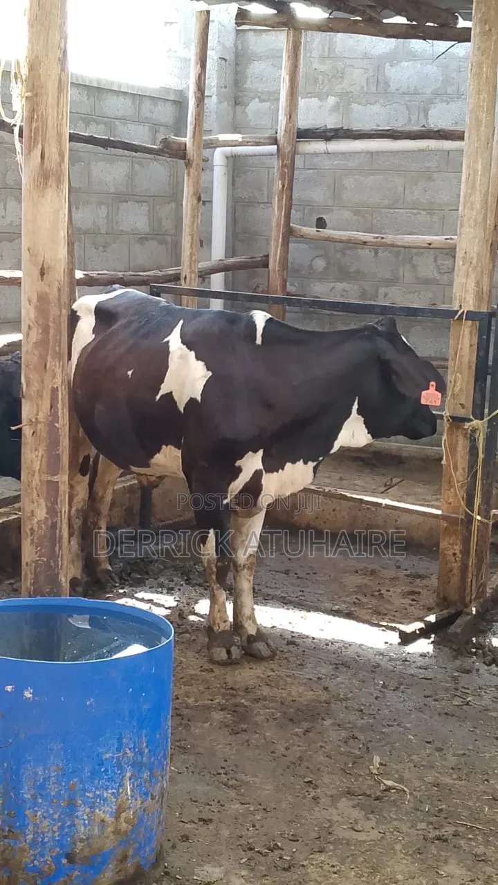 Fresian Heifers