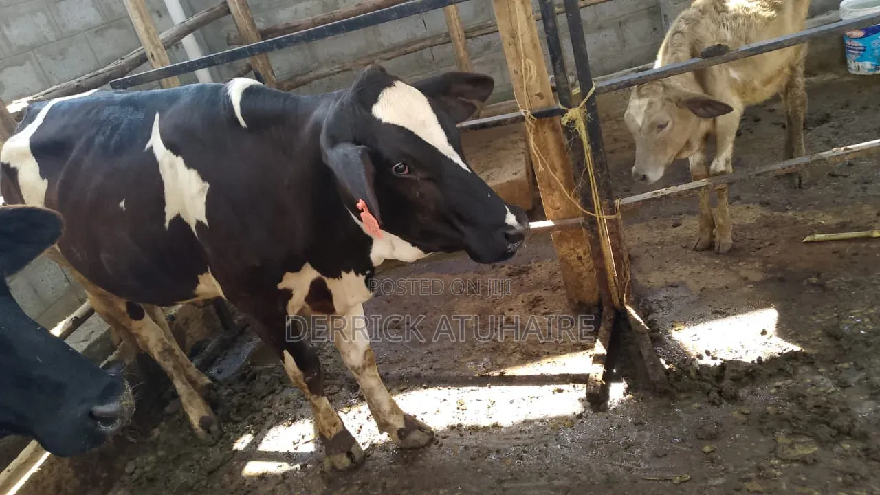 Fresian Heifers