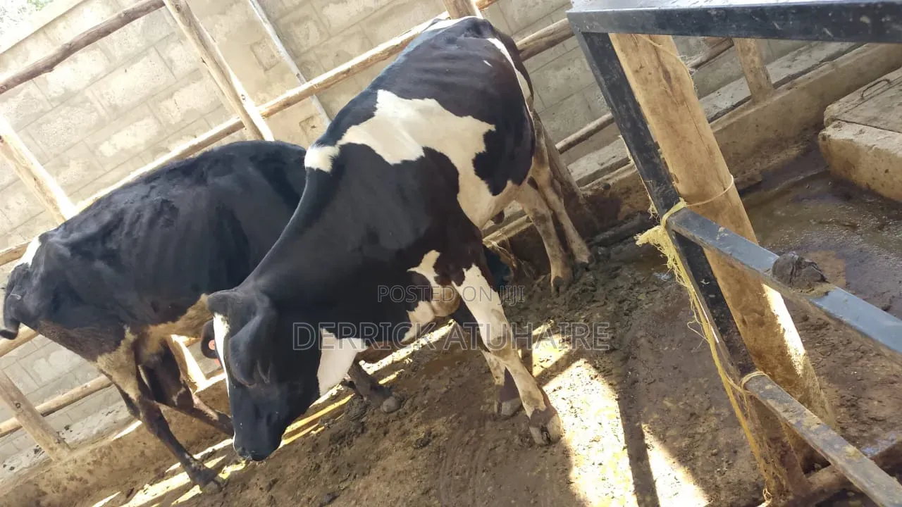 Fresian Heifers
