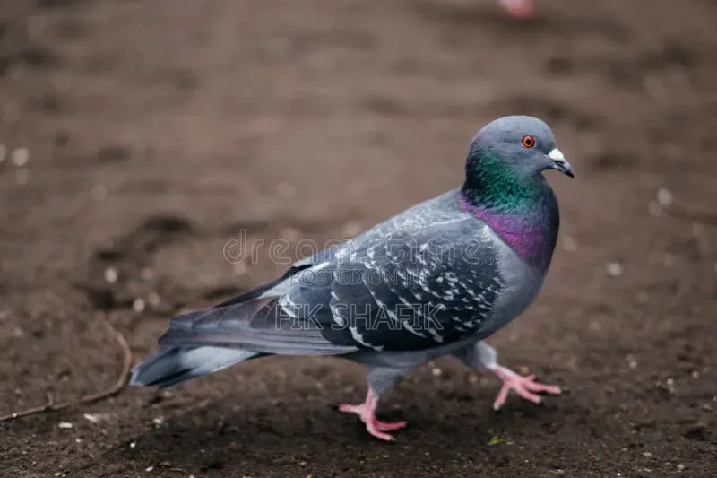 Quality Pigeons ( MALE AND FEMALE)