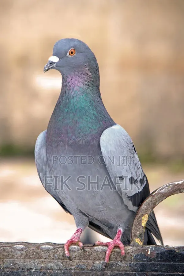 Quality Pigeons ( MALE AND FEMALE)