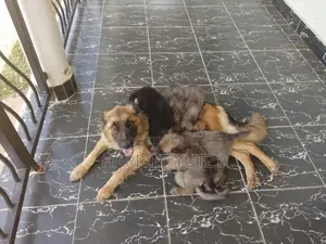 1-3 months Female Purebred German Shepherd