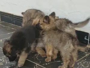 1-3 months Female Purebred German Shepherd