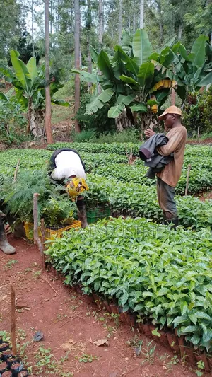 Coffee Seedlings