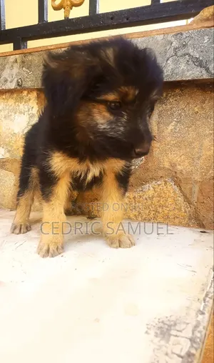 1-3 months Male Purebred German Shepherd