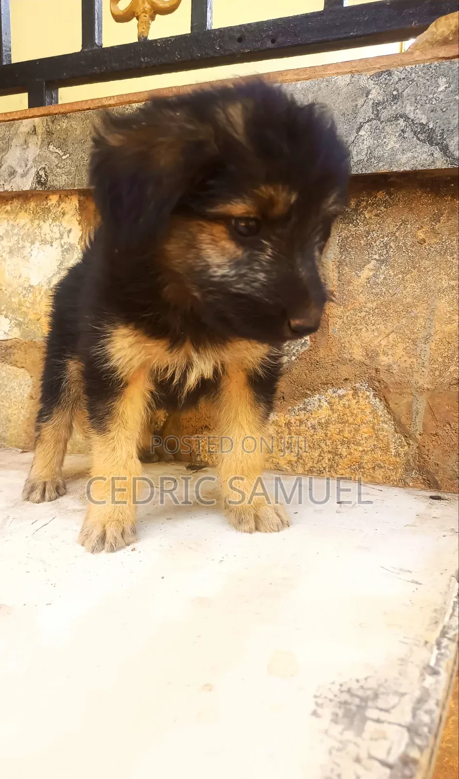 1-3 months Male Purebred German Shepherd