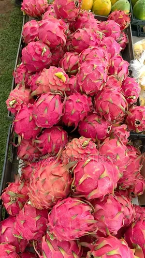 Dragon Fruit Seedlings