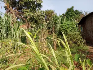 87 Decimals in Kawempe
