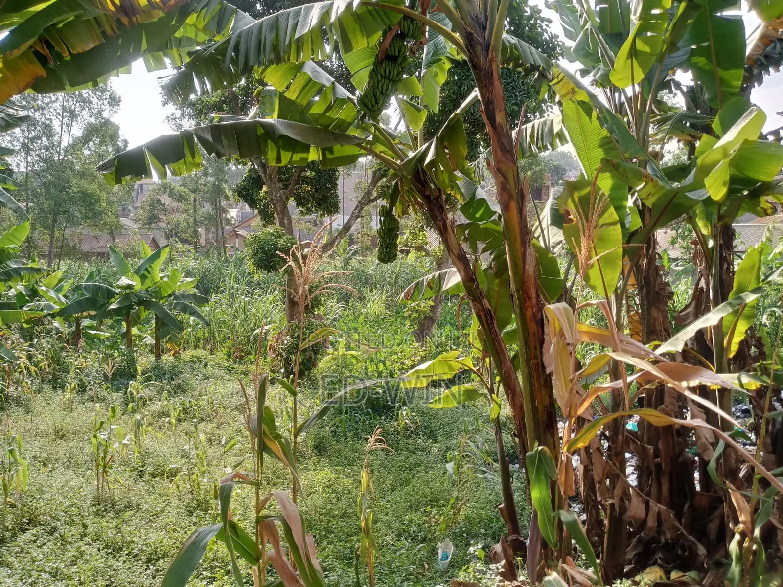87 Decimals in Kawempe