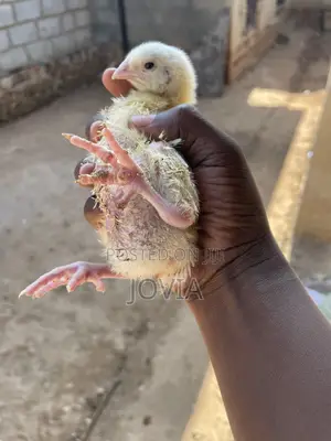 Joe Fresh Poultry