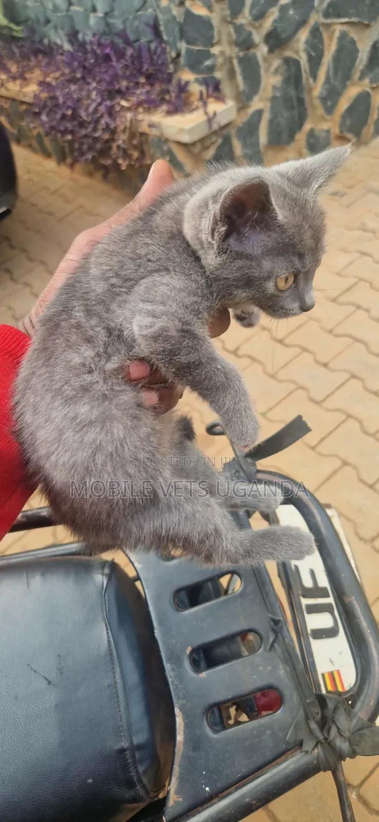 1-3 months Male Purebred American Curl