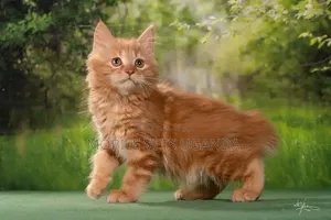 3-6 months Female Purebred Ragdoll
