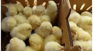Broilers ( Day 1 Chicks )