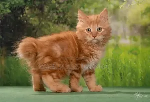 0-1 month Male Purebred American Shorthair
