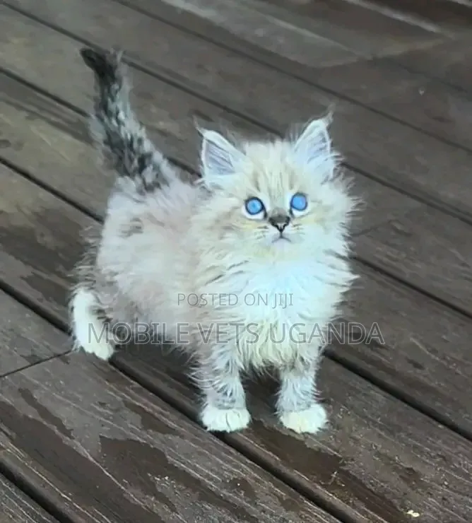 3-6 months Male Purebred Ragdoll