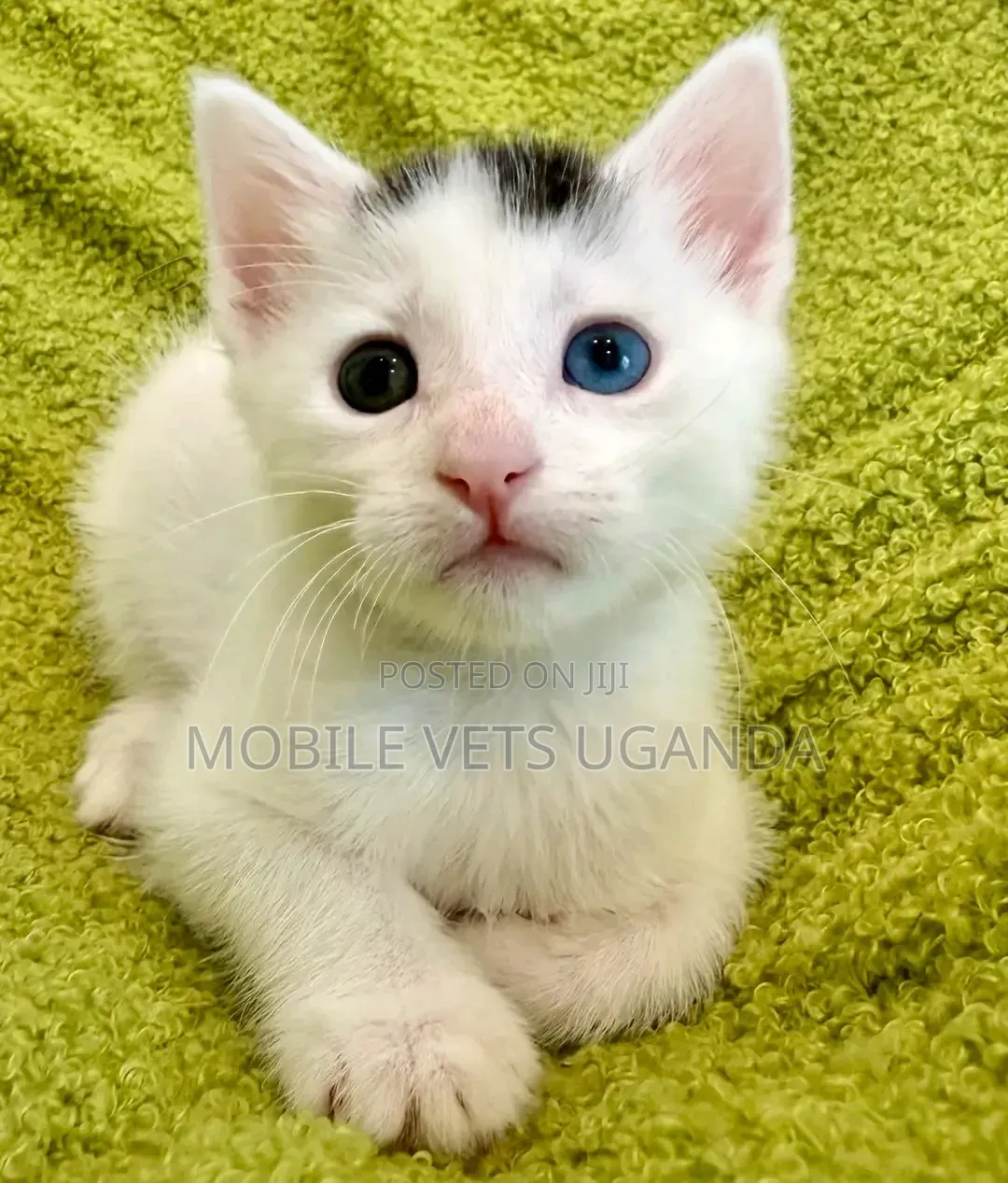 1-3 months Male Purebred Exotic