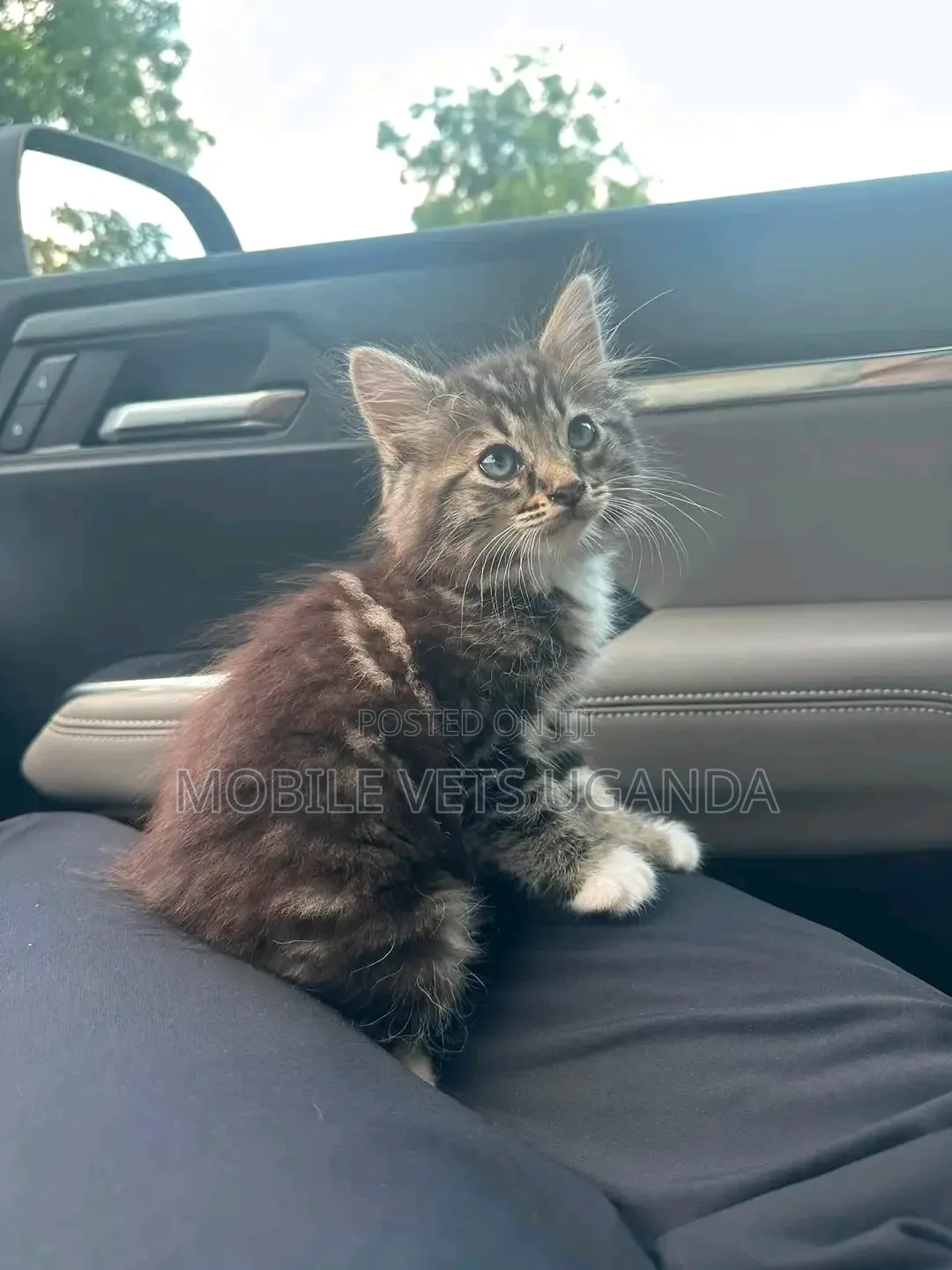 1-3 months Male Purebred Maine Coon