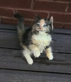 1-3 months Male Purebred Bombay