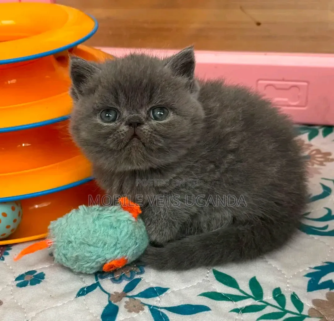 0-1 month Male Purebred Bombay