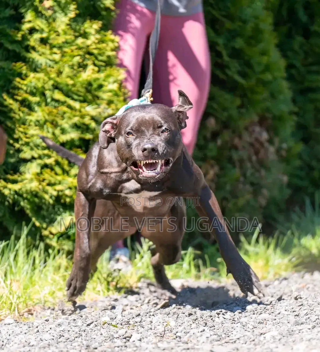 6-12 months Male Purebred American Pit Bull Terrier