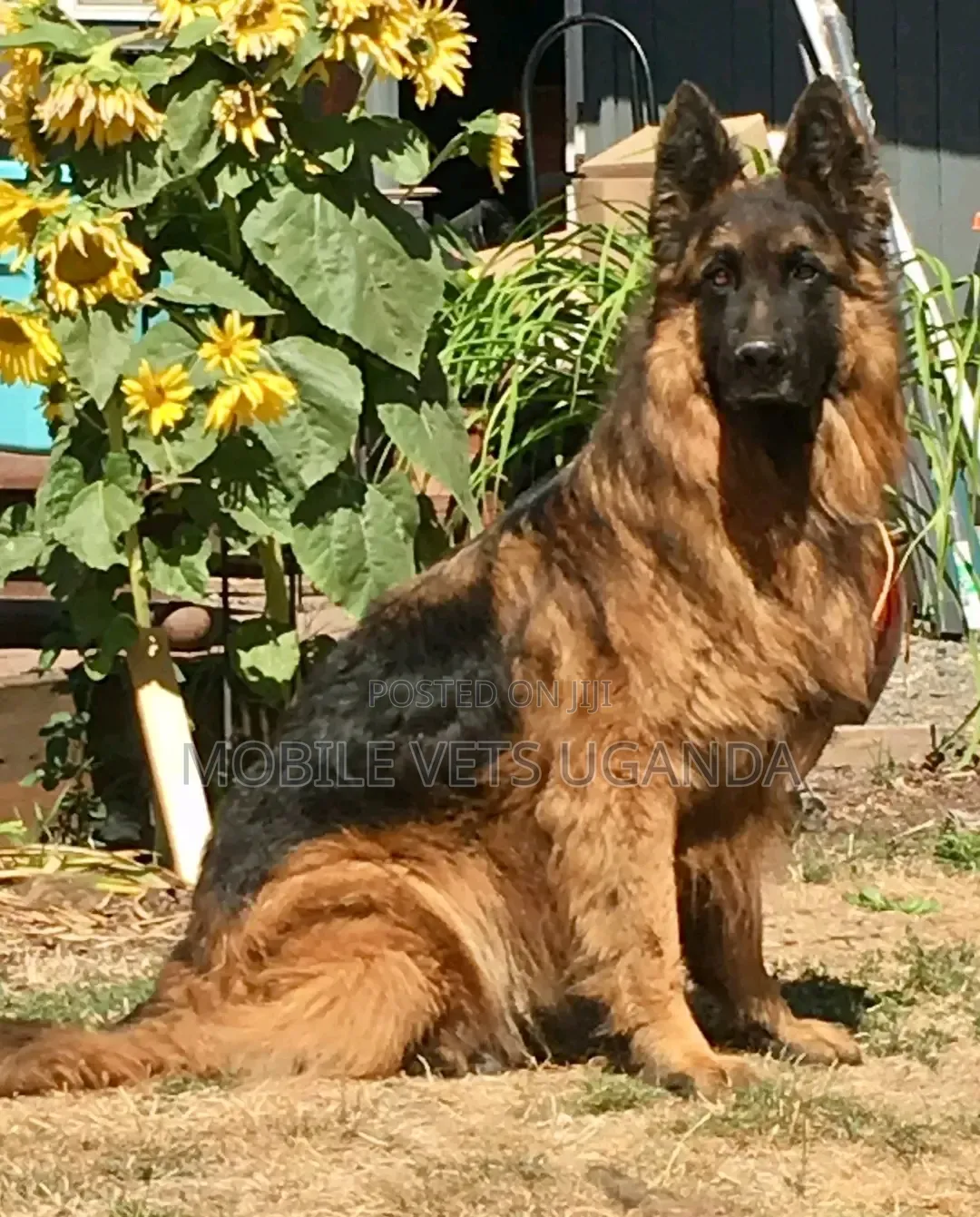 6-12 months Male Purebred German Shepherd