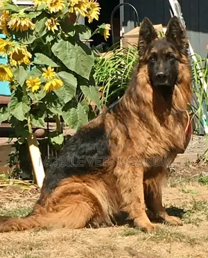 6-12 months Male Purebred German Shepherd