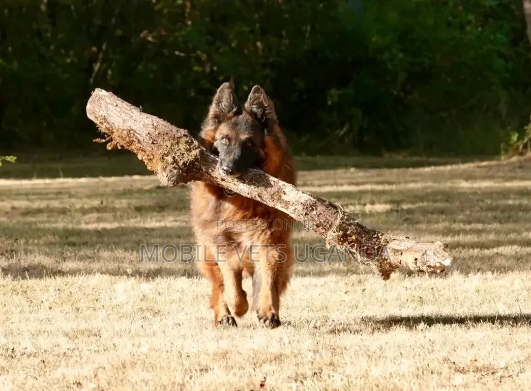 3-6 months Female Purebred German Shepherd
