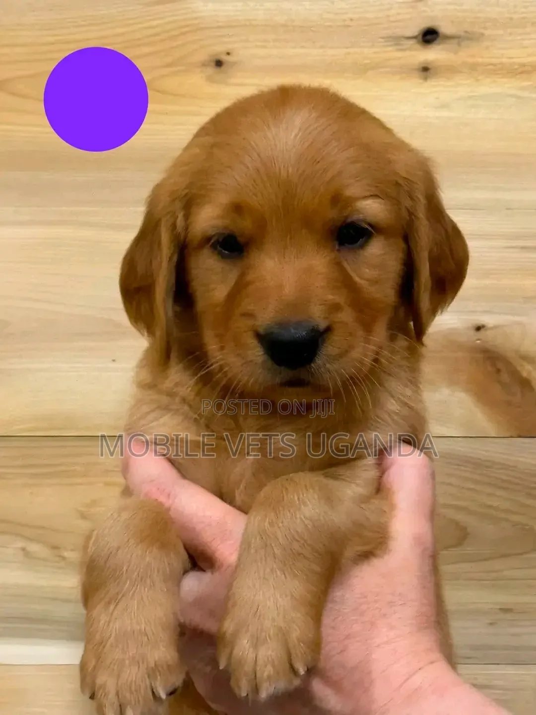 1-3 months Male Purebred Golden Retriever