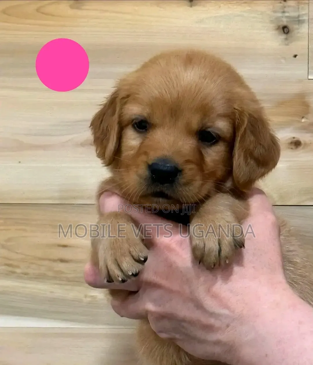 0-1 month Male Purebred Golden Retriever