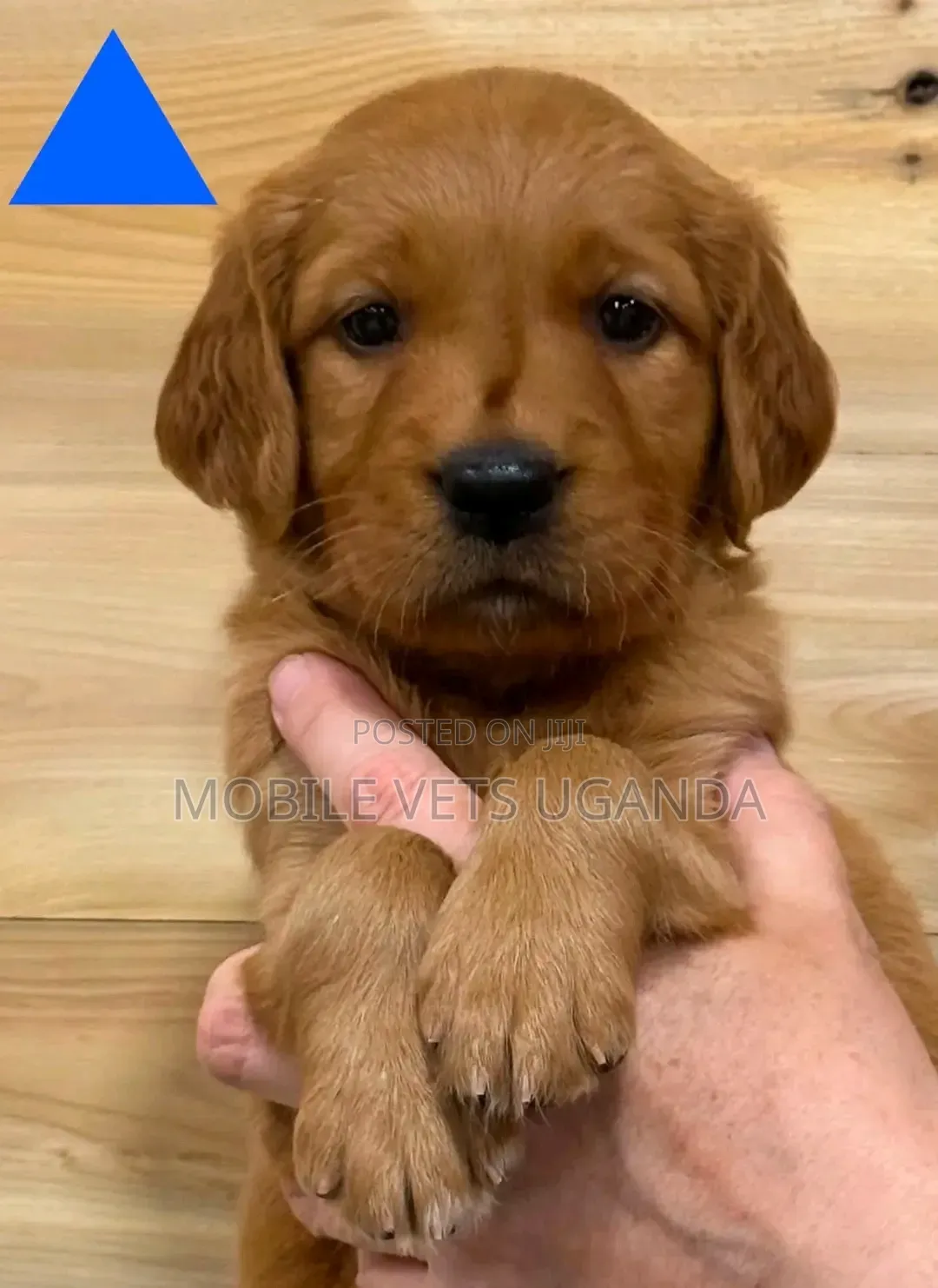 3-6 months Female Purebred Golden Retriever